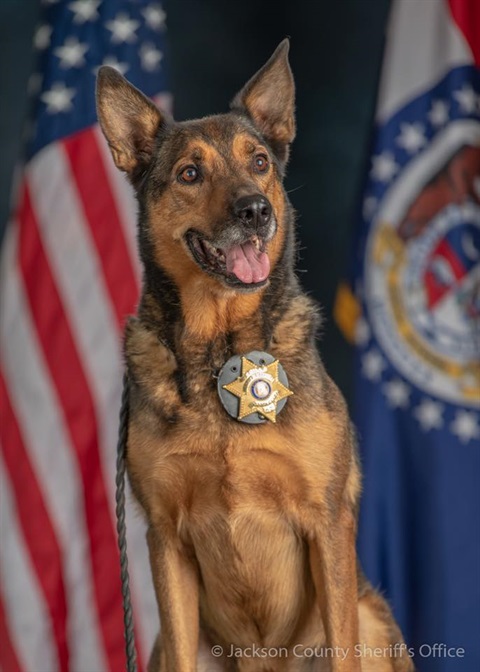Photo of K-9 Officer Diogi